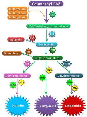 Biotechnological Advancements for Improving Floral Attributes in Ornamental Plants